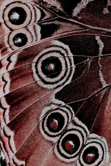 Macro detail of a butterfly wing showing concentric eyespot markings